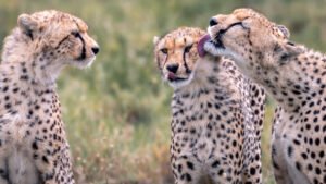 three young cheetah groom each other serengeti tanzania