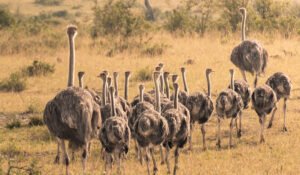 masaimara1